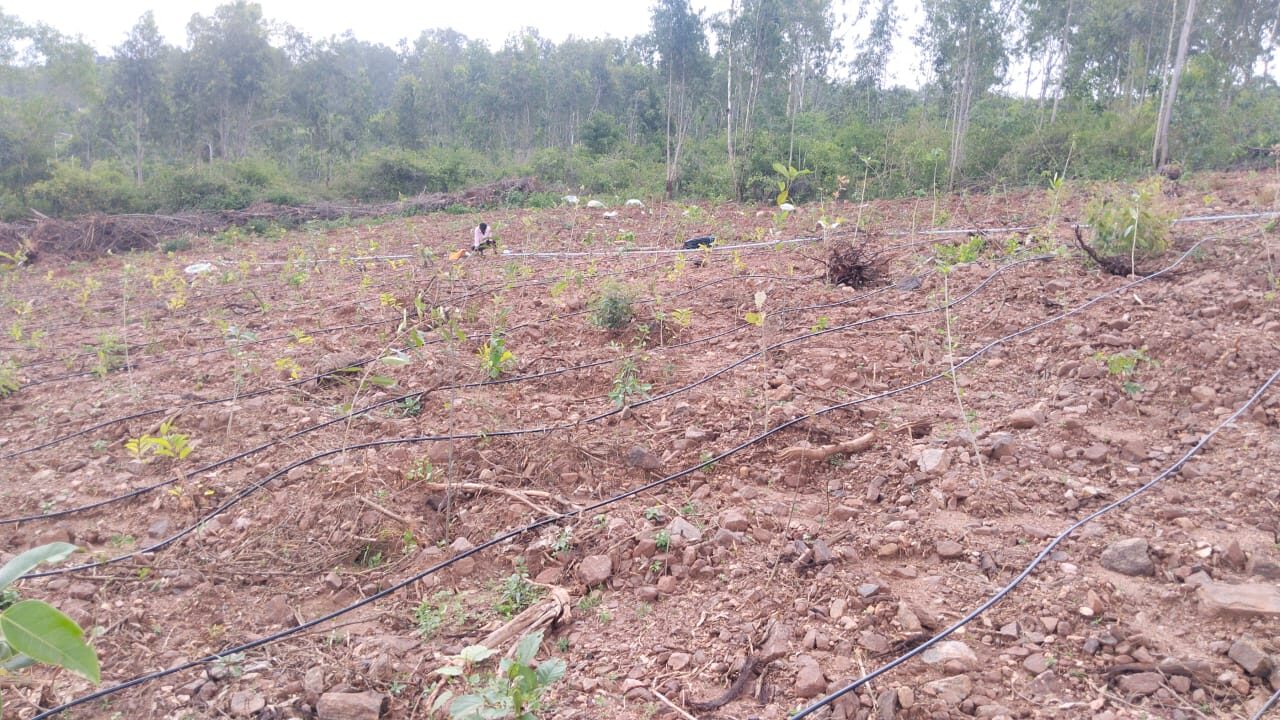 Drip irrigation system installation