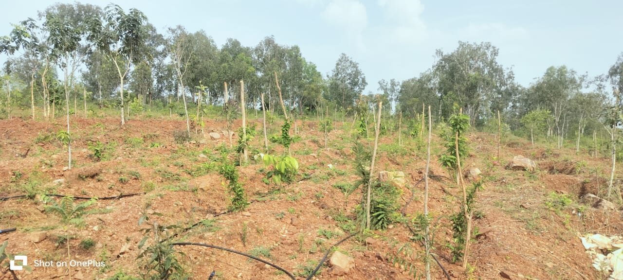 Planting drive in progress