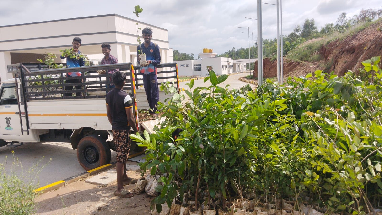 Procurement of seedlings
