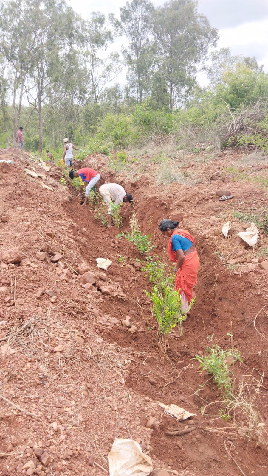 PLANTATION PROJECT SPONSORED BY SBI